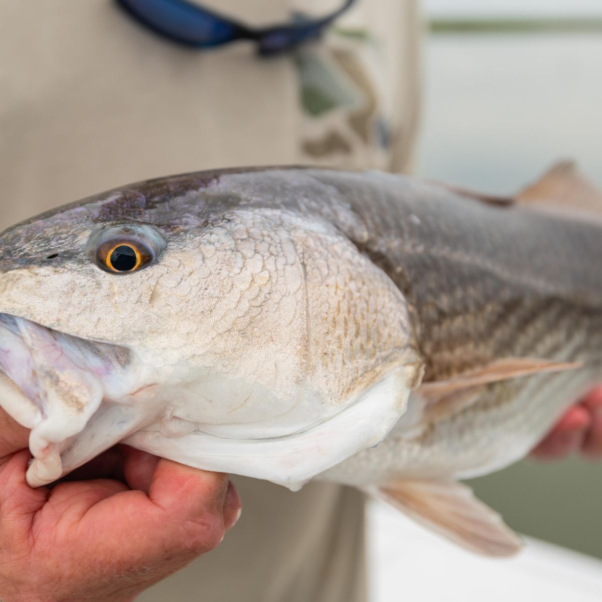 Schooled-Up Reds in the Fall: Northeast Florida’s Best Kept Secret ...
