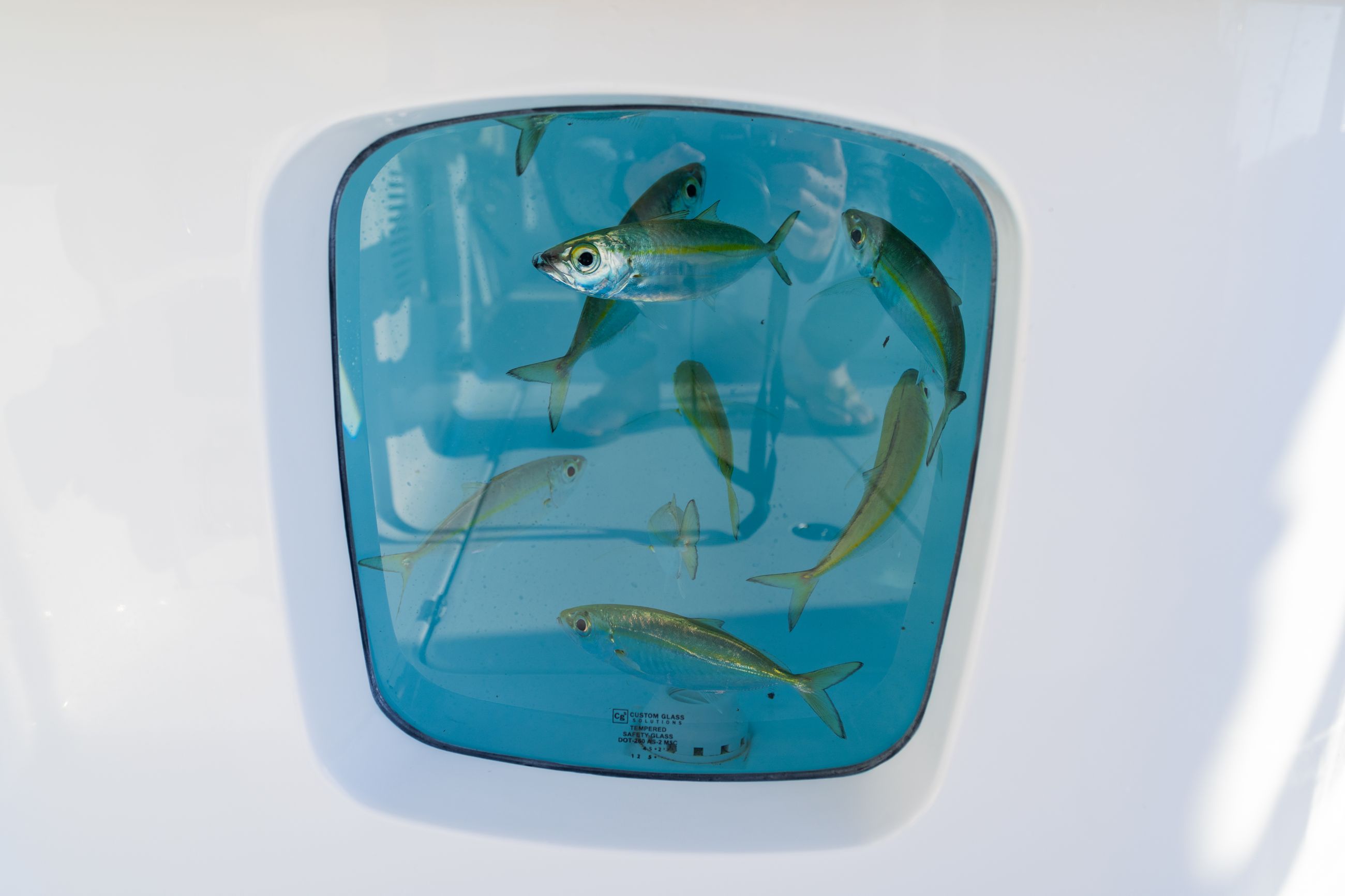 Large detail image of the Automatic Pressurized Aquarium Livewells